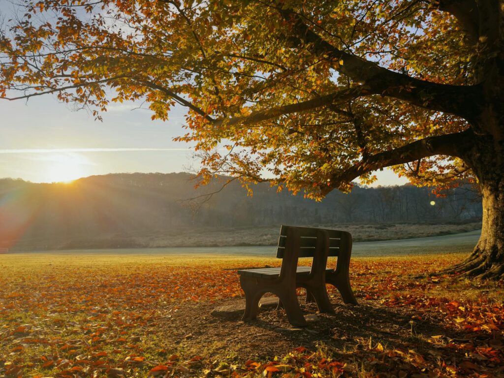 pexels-photo-19201012-19201012 Peaceful autumn landscape with a wooden bench under a tree at sunset, thanadoula doula accompagnement soutien deuil familles fin de vie.